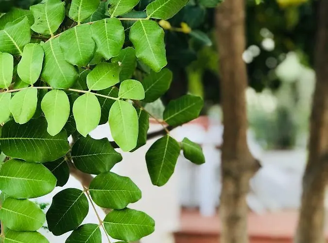 Il Carrubo - Basilicata