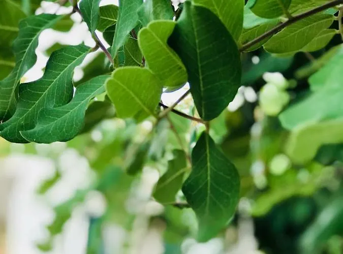 Apartamento Il Carrubo - Basilicata