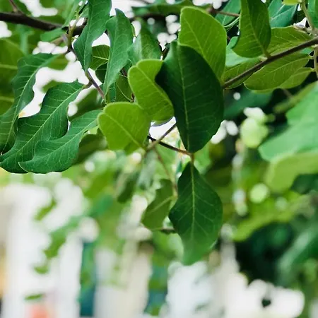 Apartman Il Carrubo - Basilicata